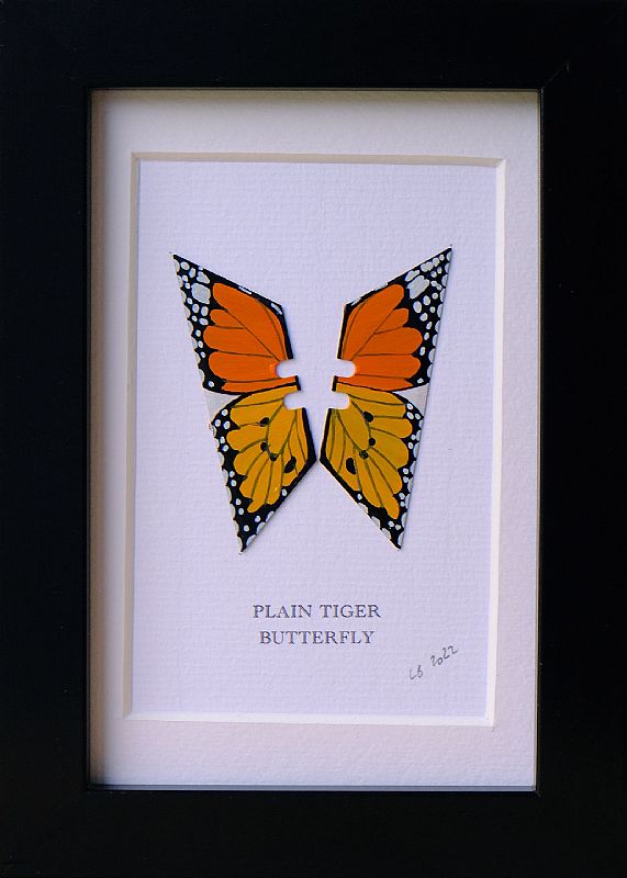 Plain Tiger by Lene Bladbjerg