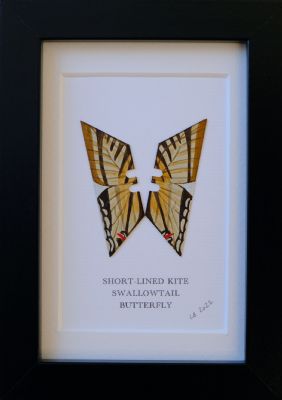 Short-Lined Kite Swallow Tail by Lene Bladbjerg