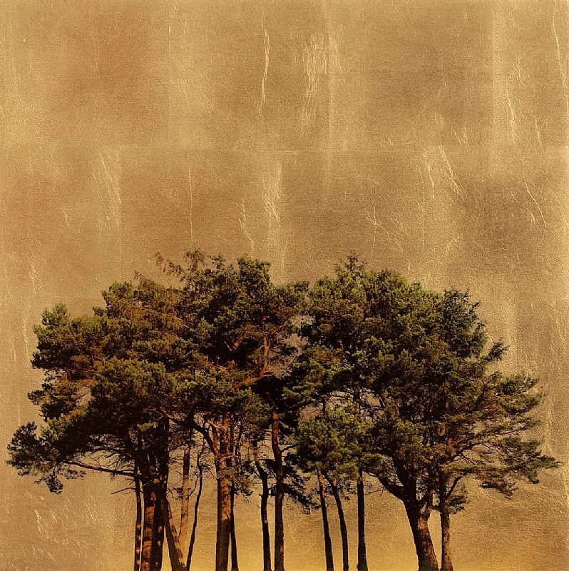 Arboretum Pinus by Robert Pereira Hind