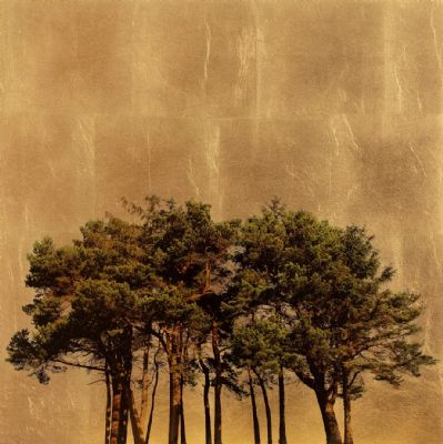 Arboretum Pinus by Robert Pereira Hind