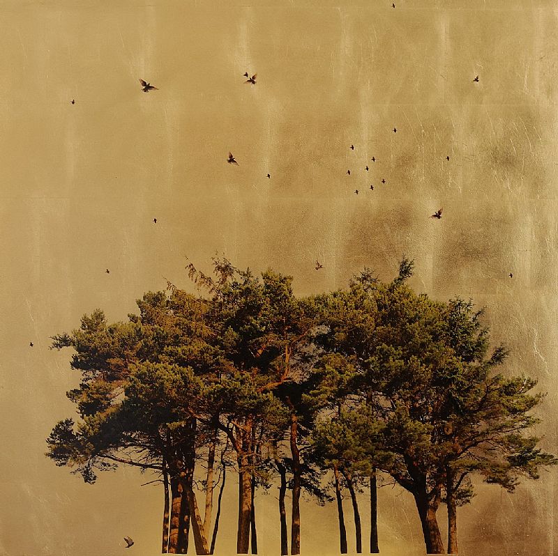 Arboretum Pinus  by Robert Pereira Hind