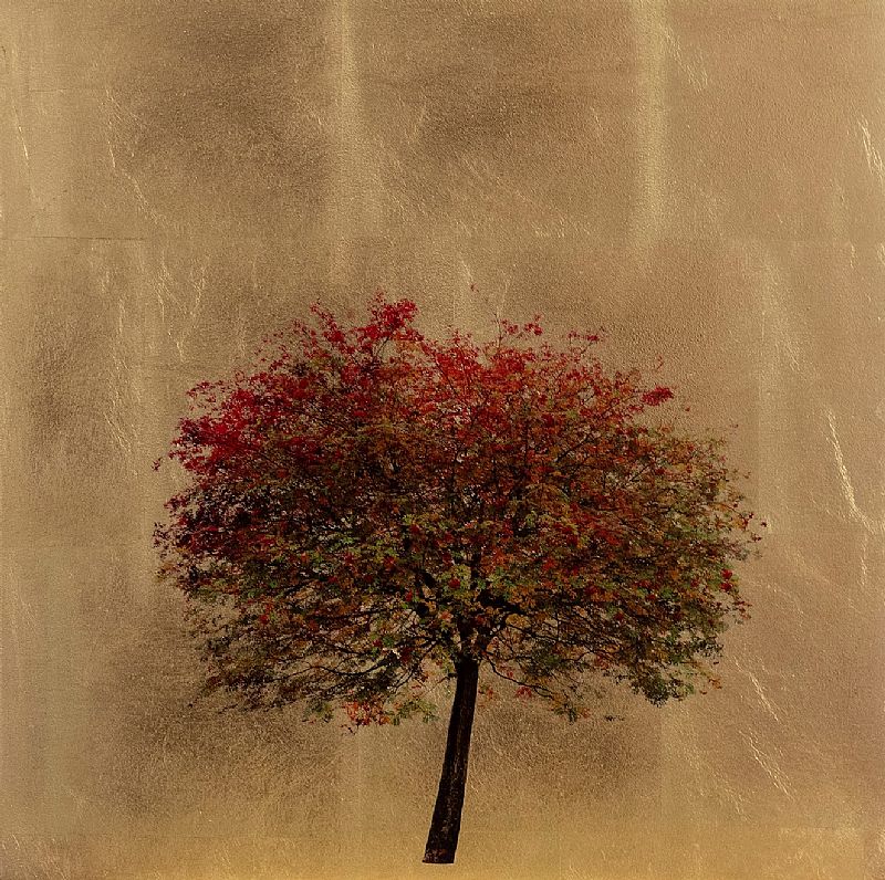 Autumn Sorbus by Robert Pereira Hind