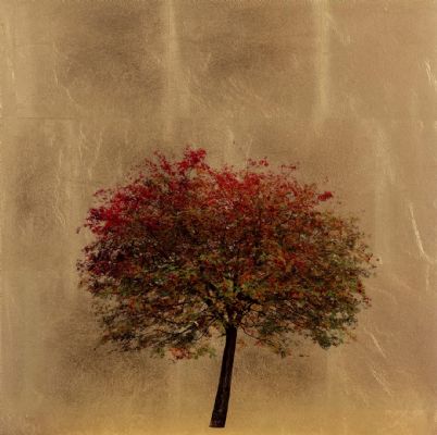 Autumn Sorbus by Robert Pereira Hind
