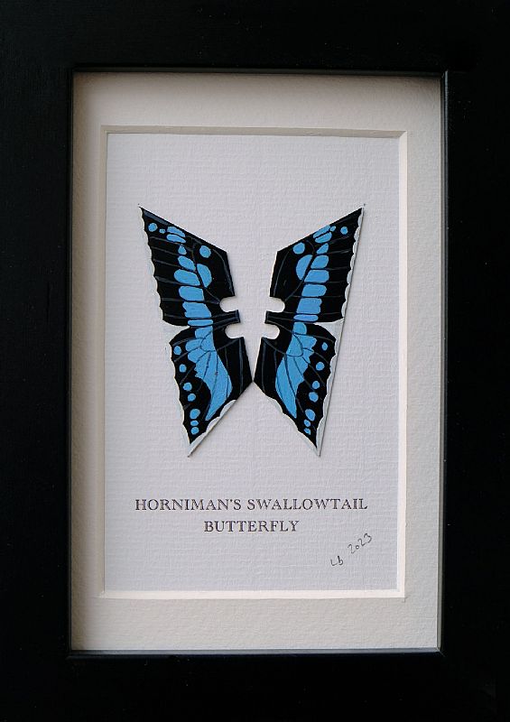 Horniman's Swallowtail by Lene Bladbjerg