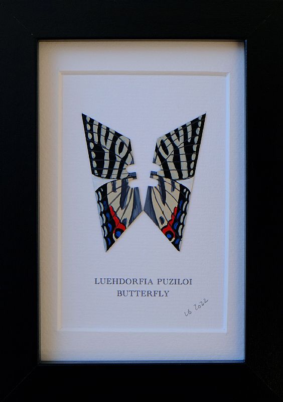 Luehdorfia Puziloi by Lene Bladbjerg