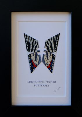 Luehdorfia Puziloi by Lene Bladbjerg