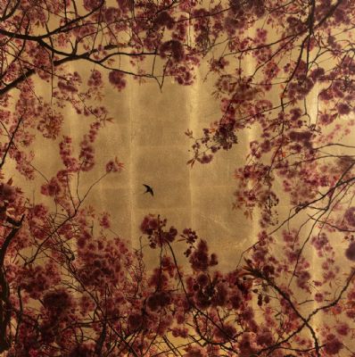 Prunus Detail by Robert Pereira Hind
