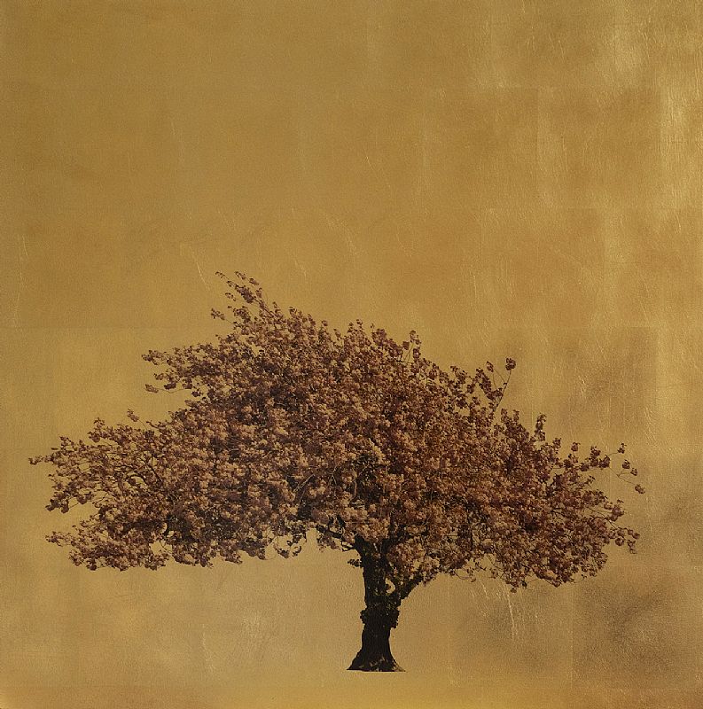 Prunus Serrulata by Robert Pereira Hind