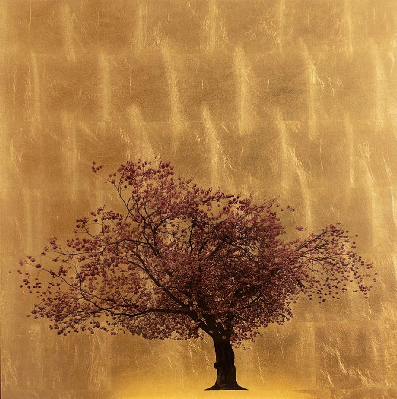 Prunus Serrulata VI by Robert Pereira Hind