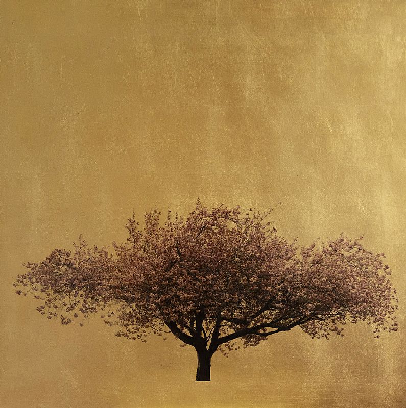 Prunus Serrulata VIII by Robert Pereira Hind