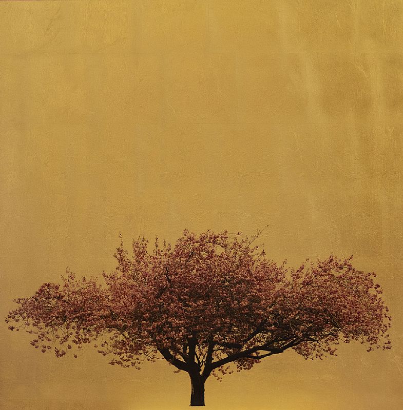 Prunus Serrulata VIII by Robert Pereira Hind