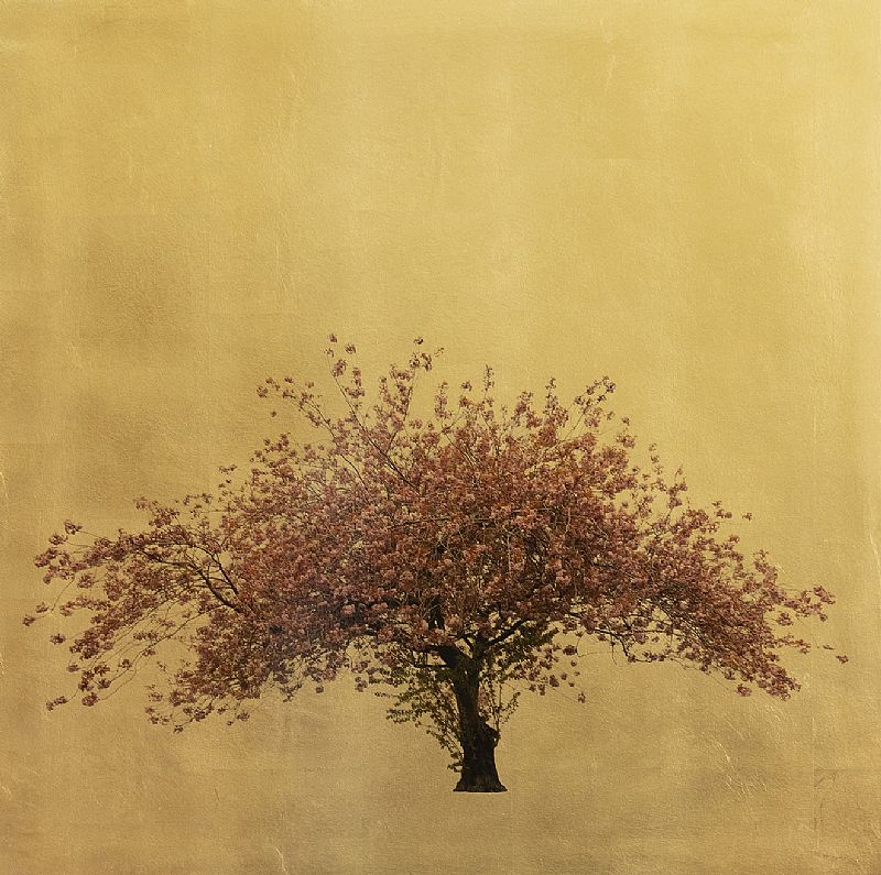 Prunus Serrulata XIII by Robert Pereira Hind