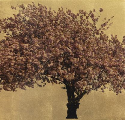 Prunus Serrulata XIV by Robert Pereira Hind