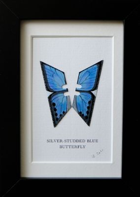 Silver Studded Blue by Lene Bladbjerg
