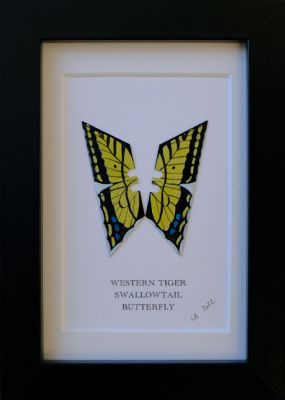 Western Tiger SwallowTail by Lene Bladbjerg