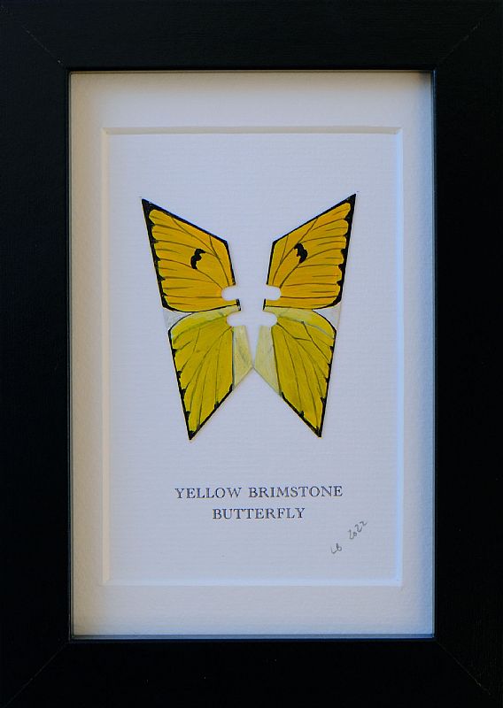 Yellow Brimstone by Lene Bladbjerg